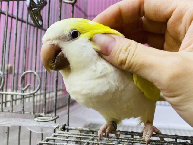 最新画像・動画あります⭐️ヒナ餌卒業🎓ワキワキダンス〜💕優しいクリームが可愛すぎる！オキナインコのクリーム❤️