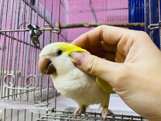 オキナインコ