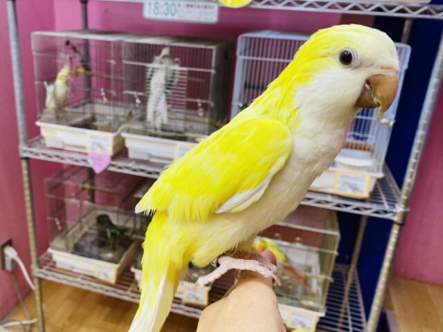 オキナインコ