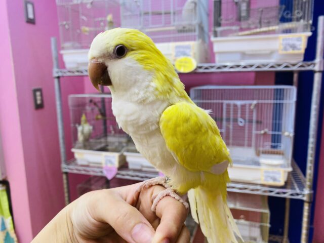 オキナインコ