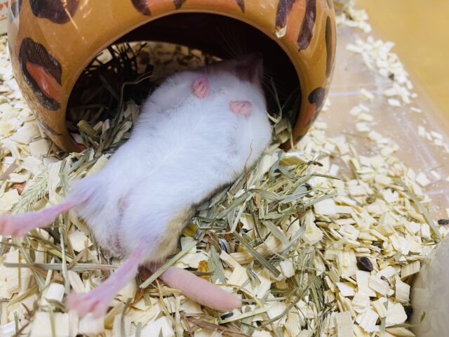 マカロニマウス（ファットテールジャービル、オブトアレチネズミ）