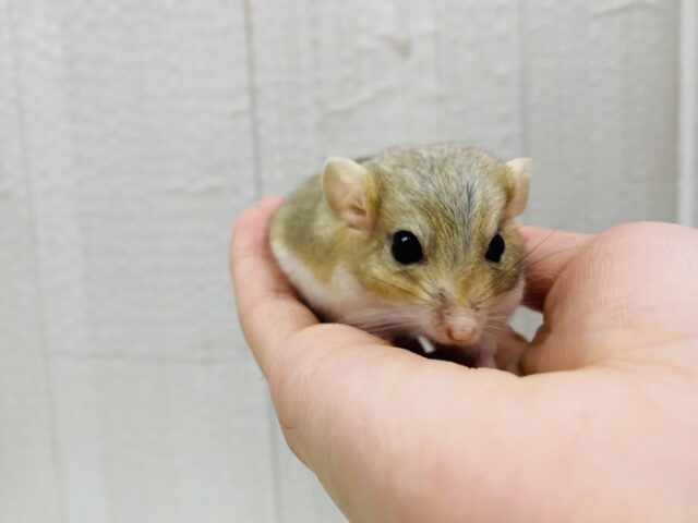 マカロニマウス（ファットテールジャービル、オブトアレチネズミ）