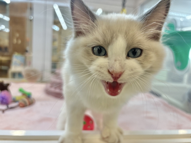 激甘えん坊すぎて溶けそう……ラグドールくん! ラグドール