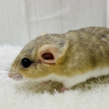 尻尾に幸せまるっと詰め込みました〜❤️ファットテールジャービル男の子👑