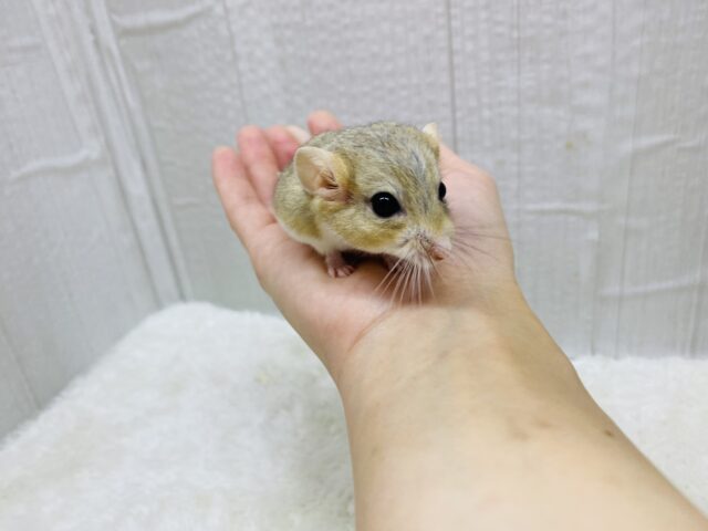 尻尾に幸せまるっと詰め込みました〜❤️ファットテールジャービル男の子👑 マカロニマウス(ファットテールジャービル、オブトアレチネズミ)