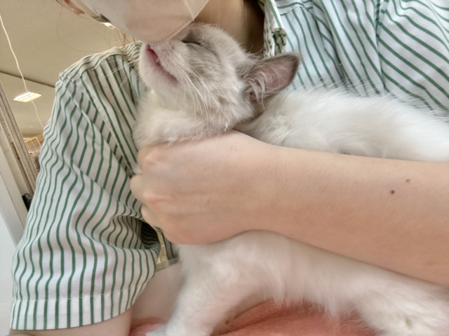 激甘えん坊すぎて溶けそう……ラグドールくん! ラグドール