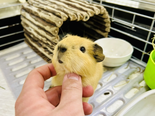 ロシアンモルモット