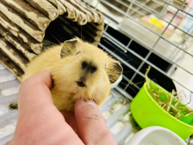 【最新画像更新☆☆】ぷっくりいなり寿司ちゃん!(^^)! ロシアンモルモット ロシアンモルモット