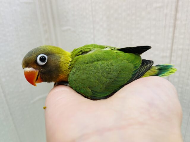キエリボタンインコ
