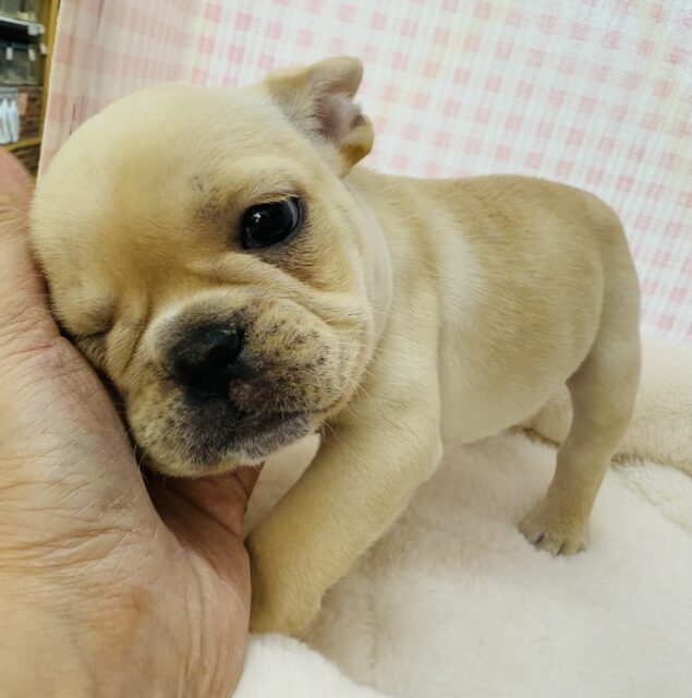 フレンチブルドッグ