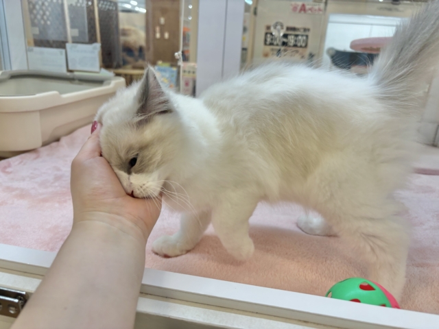 激甘えん坊すぎて溶けそう……ラグドールくん! ラグドール