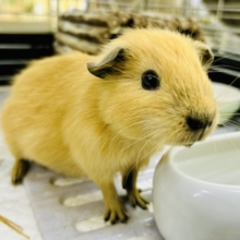 【最新画像更新☆☆】ぷっくりいなり寿司ちゃん!(^^)!　ロシアンモルモット