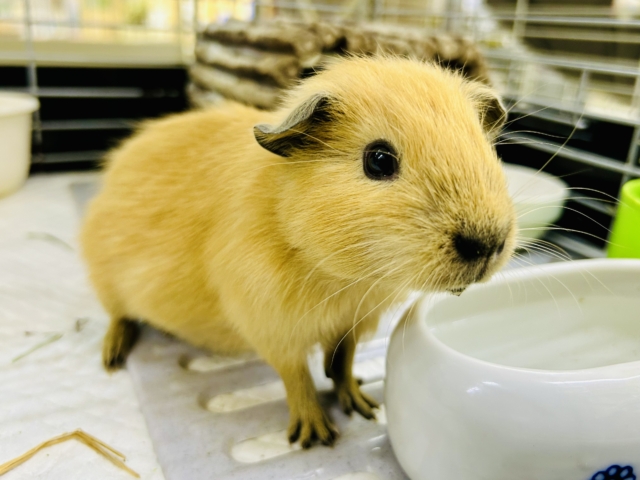 【最新画像更新☆☆】ぷっくりいなり寿司ちゃん!(^^)!　ロシアンモルモット