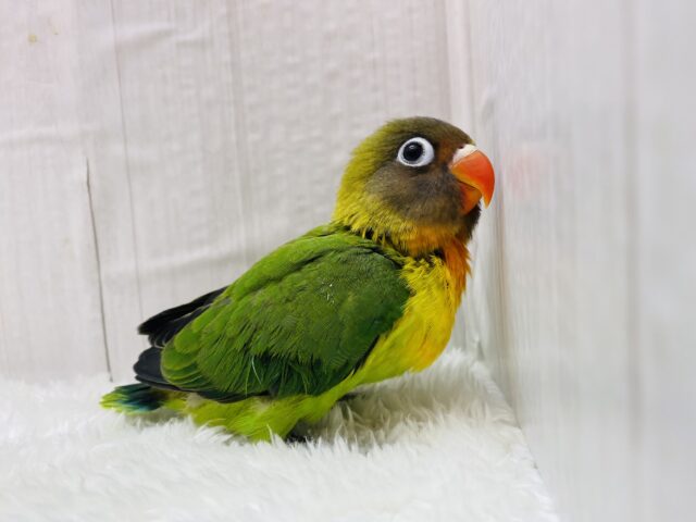 キエリボタンインコ