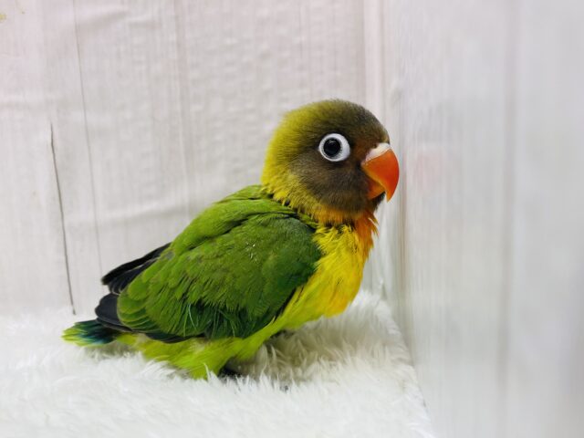 キエリボタンインコ