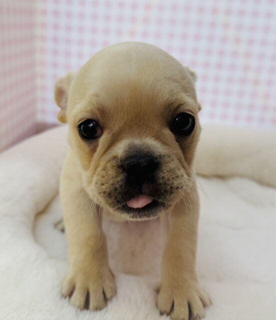 フレンチブルドッグ