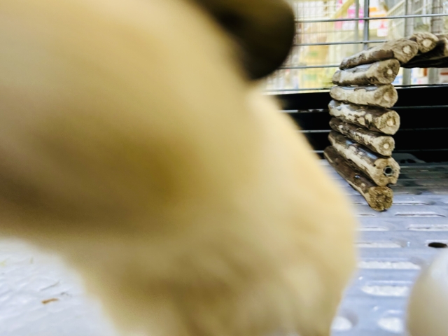 【最新画像更新☆☆】ぷっくりいなり寿司ちゃん!(^^)! ロシアンモルモット ロシアンモルモット