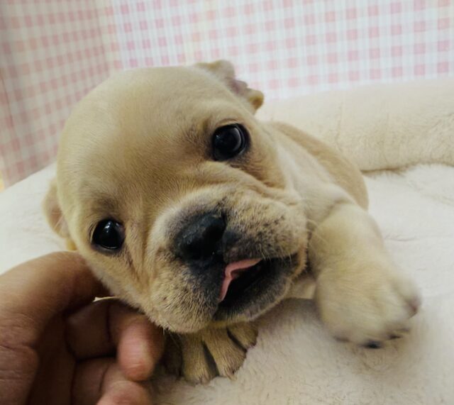 フレンチブルドッグ