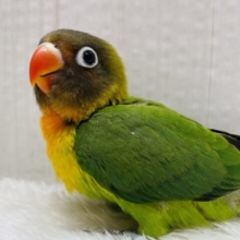 最新画像有ります❗️毎日がカラフルに〜❤️🧡💚キエリボタンインコやって来た‼️