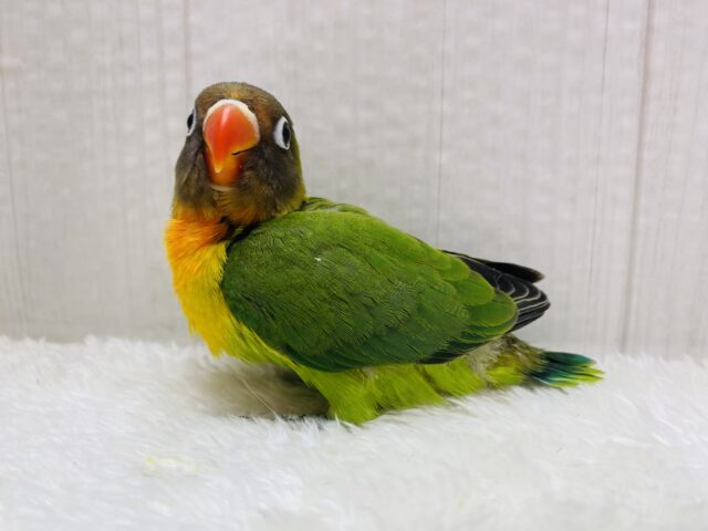 キエリボタンインコ