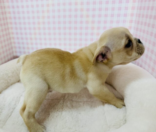 フレンチブルドッグ