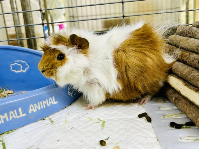 アビシニアンモルモット