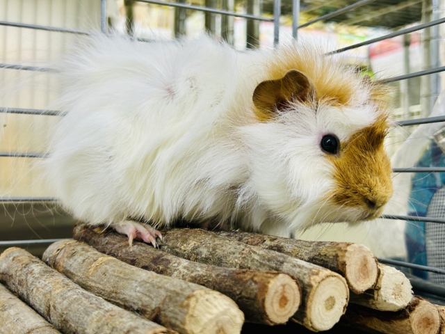 アビシニアンモルモット