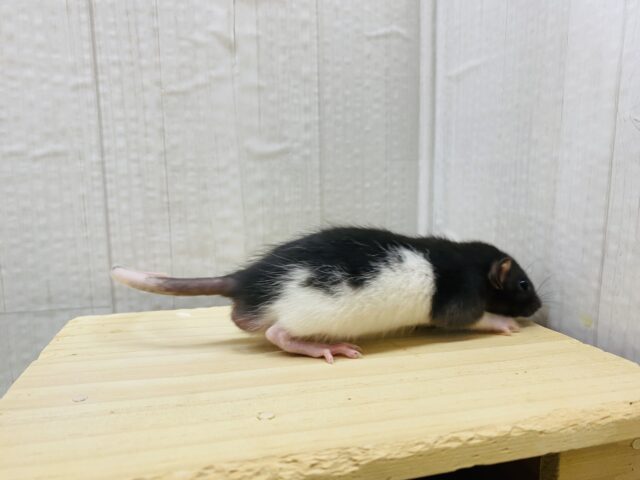 ファンシーラット