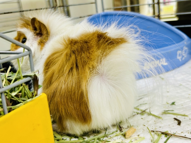 アビシニアンモルモット