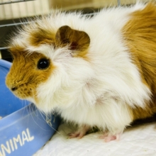 【最新画像更新☆☆】くるくる～モサモサワイルドスタイル　アビシニアンモルモット