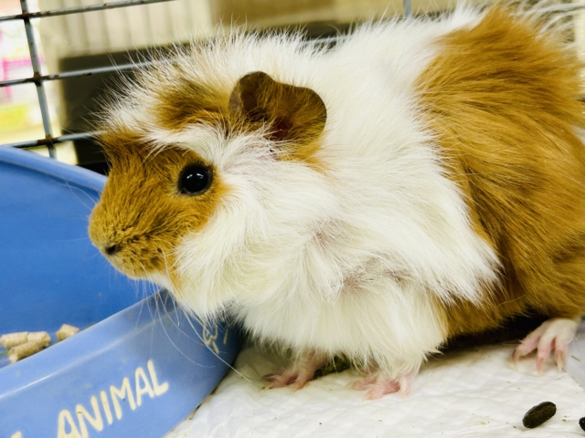 【最新画像更新☆☆】くるくる～モサモサワイルドスタイル　アビシニアンモルモット