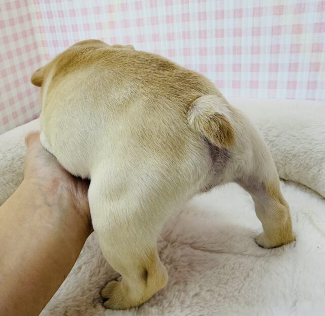 フレンチブルドッグ