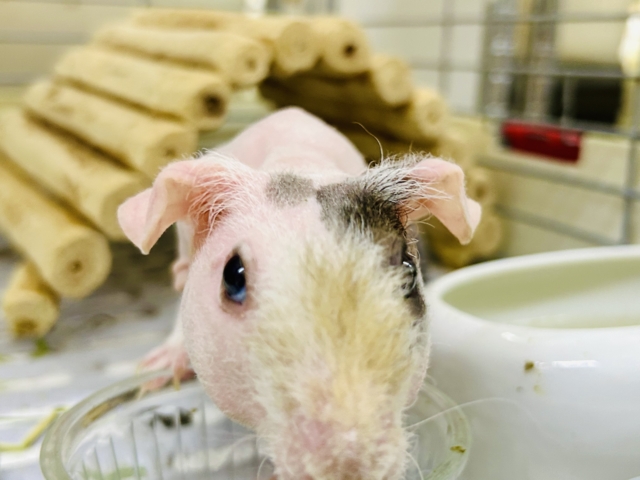 スキニーギニアピッグ