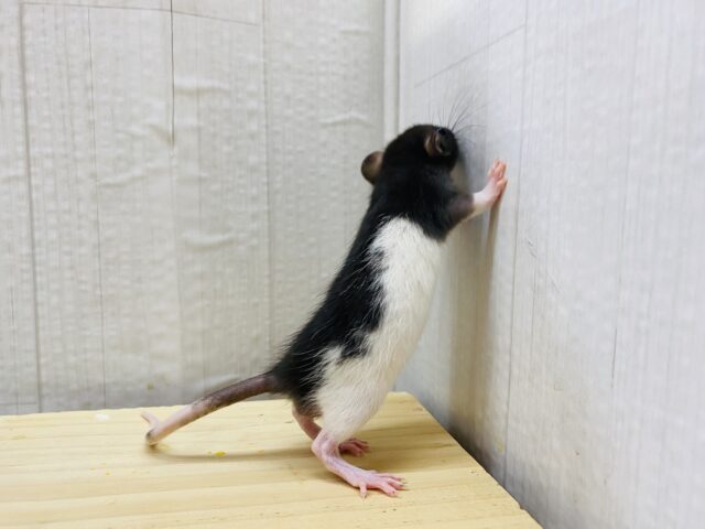 ファンシーラット