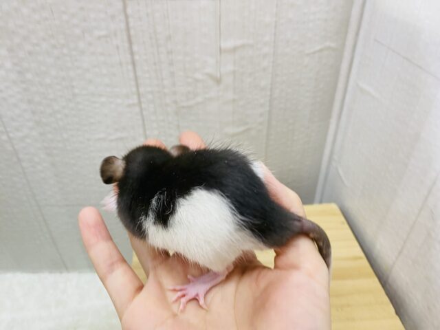 ファンシーラット