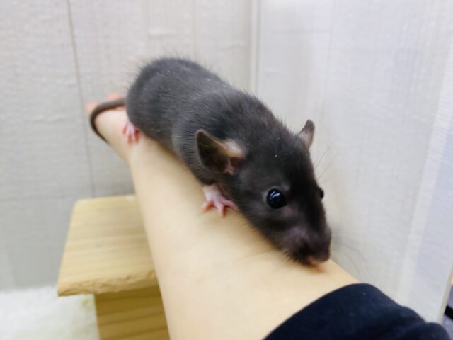 ファンシーラット