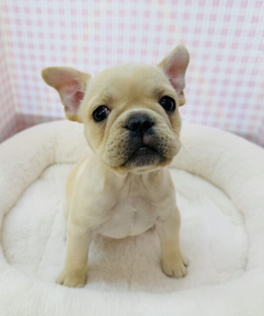 フレンチブルドッグ