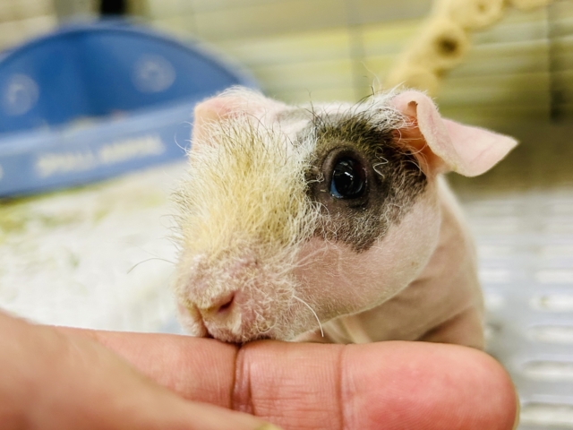 スキニーギニアピッグ