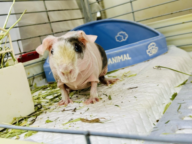 スキニーギニアピッグ