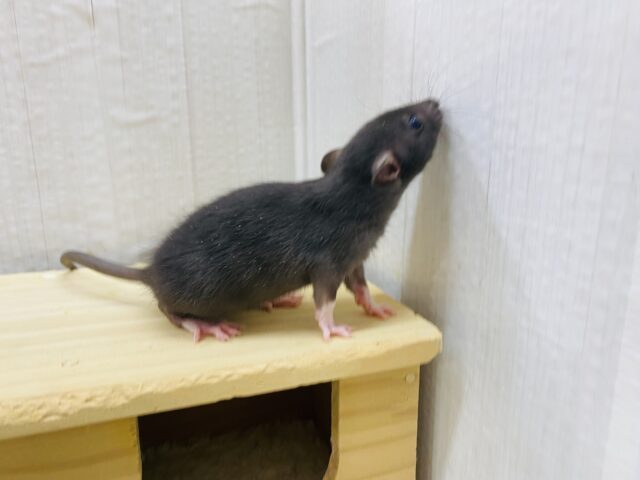 ファンシーラット