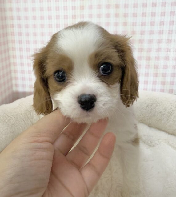 キャバリア・キングチャールズ・スパニエル