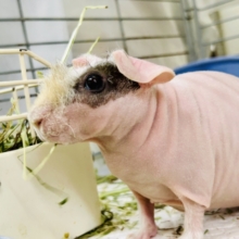 【最新画像更新☆☆】ツルスベな子ブタちゃん？？？　スキニーギニアピック