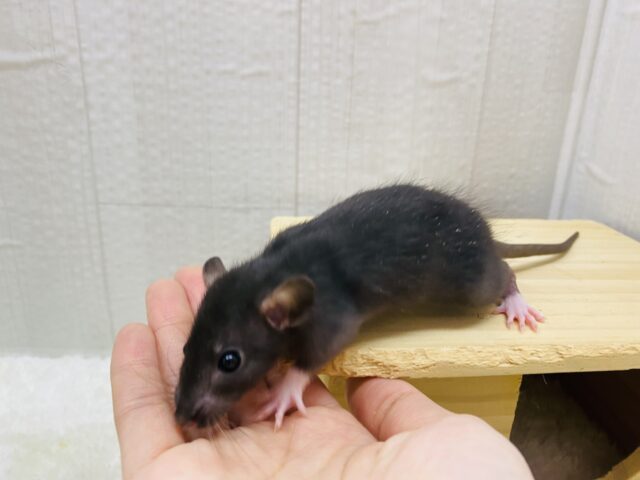 ファンシーラット