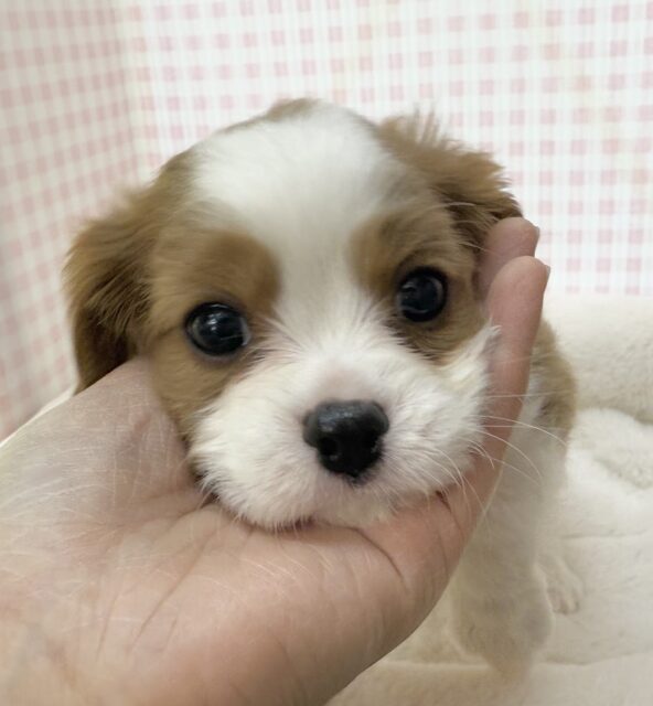 キャバリア・キングチャールズ・スパニエル