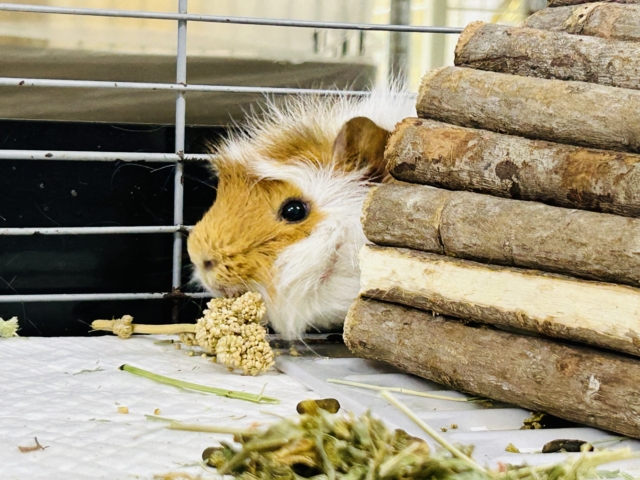 アビシニアンモルモット