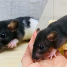 シックに黒黒ファンシーラット⭐️男の子‼️