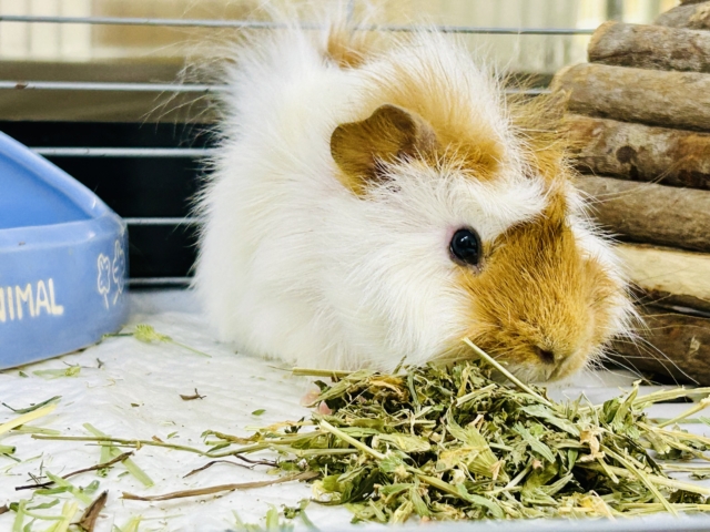 アビシニアンモルモット