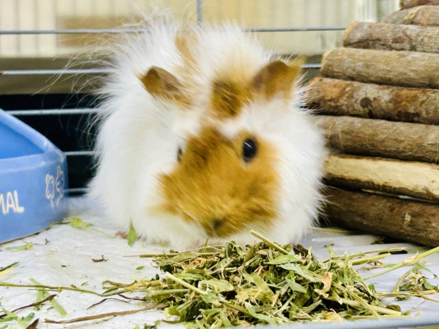 アビシニアンモルモット