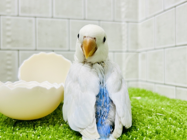 コザクラインコ（小桜インコ）