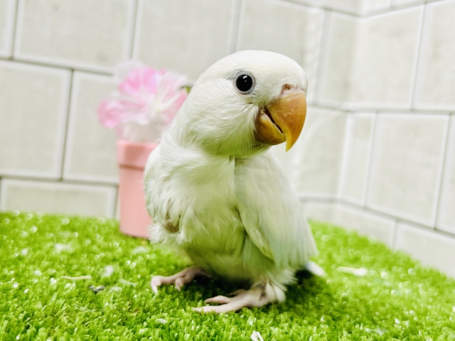 ✨最新画像✨薄っすらブルーの上品さ・・・ ️️️🩵🌈🪽コザクラインコ コザクラインコ(小桜インコ)